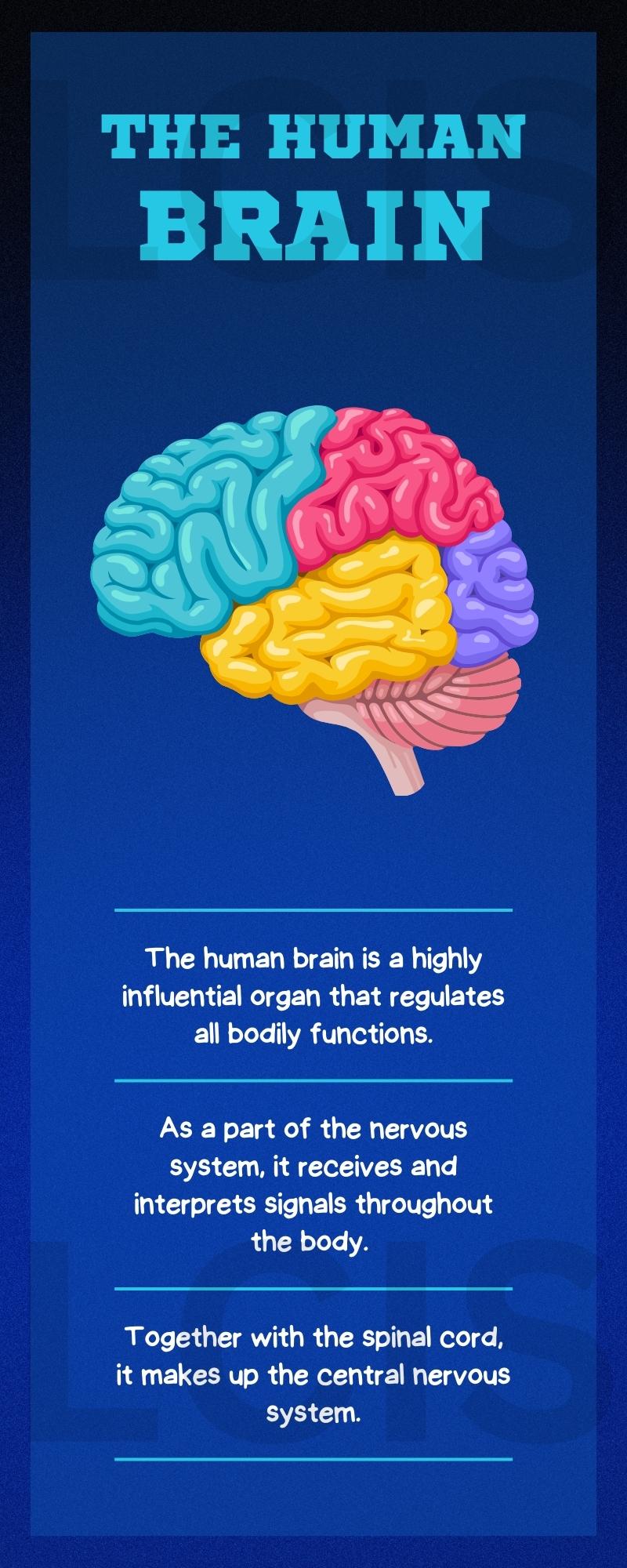 What is brain
